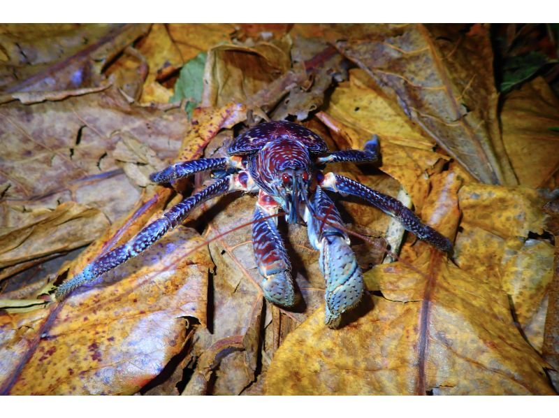 [Miyakojima] Night jungle exploration under the stars! Night Safari Tour! If you don't see any coconut crabs, you'll get a refund! No additional fees & full refund guarantee ★ Free photo service includedの紹介画像
