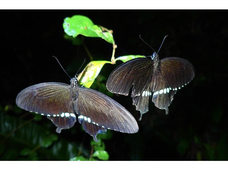 [Miyakojima] Night jungle exploration under the stars! Night Safari Tour! If you don't see any coconut crabs, you'll get a refund! No additional fees & full refund guarantee ★ Free photo service includedの紹介画像