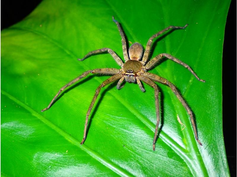 [Miyakojima] Night jungle exploration under the stars! Night Safari Tour! If you don't see any coconut crabs, you'll get a refund! No additional fees & full refund guarantee ★ Free photo service includedの紹介画像