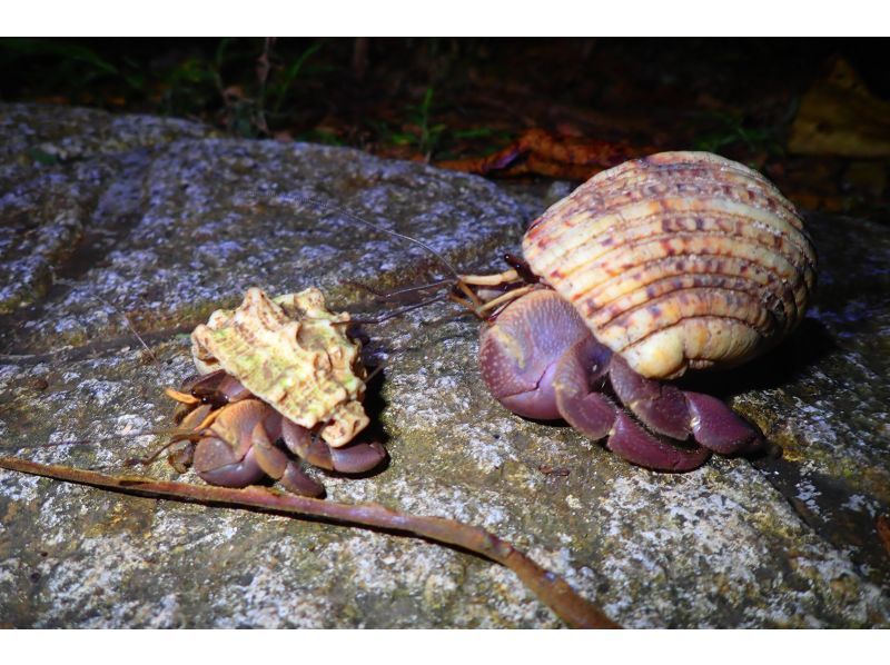 [Miyakojima] Night jungle exploration under the stars! Night Safari Tour! If you don't see any coconut crabs, you'll get a refund! No additional fees & full refund guarantee ★ Free photo service includedの紹介画像