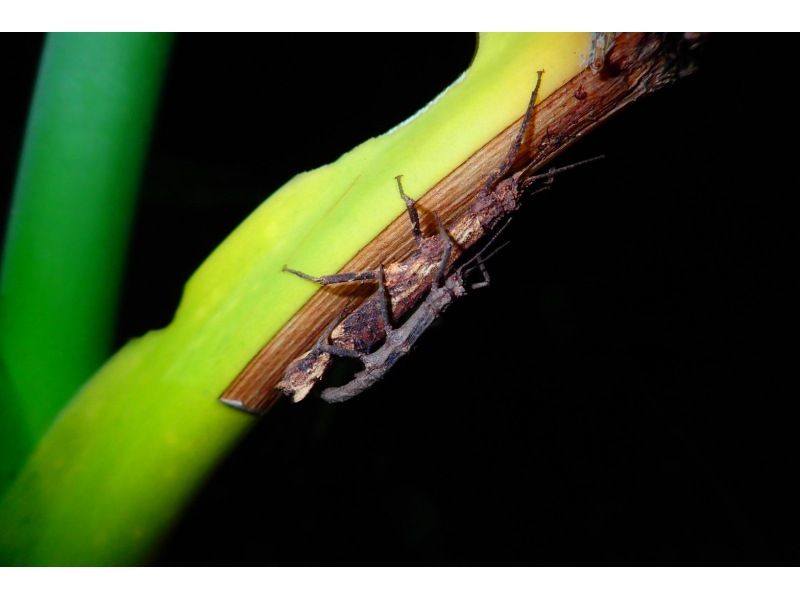 [Miyakojima] Night jungle exploration under the stars! Night Safari Tour! If you don't see any coconut crabs, you'll get a refund! No additional fees & full refund guarantee ★ Free photo service includedの紹介画像
