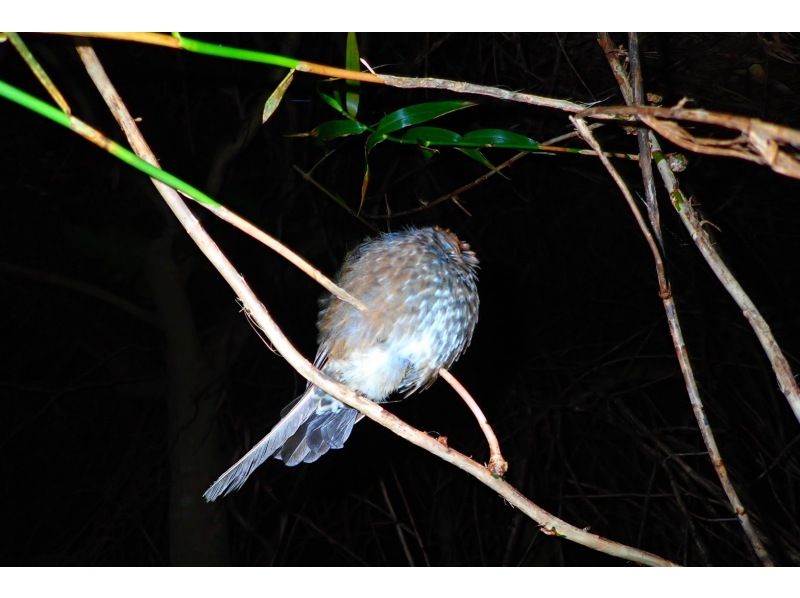 [Miyakojima] Night jungle exploration under the stars! Night Safari Tour! If you don't see any coconut crabs, you'll get a refund! No additional fees & full refund guarantee ★ Free photo service includedの紹介画像