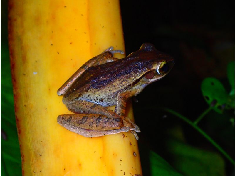 [Miyakojima] Night jungle exploration under the stars! Night Safari Tour! If you don't see any coconut crabs, you'll get a refund! No additional fees & full refund guarantee ★ Free photo service includedの紹介画像