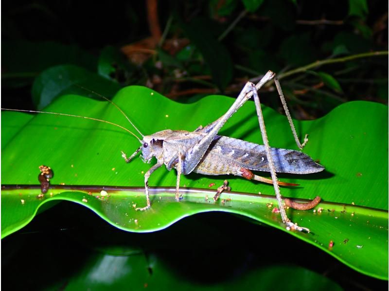 [Miyakojima] Night jungle exploration under the stars! Night Safari Tour! If you don't see any coconut crabs, you'll get a refund! No additional fees & full refund guarantee ★ Free photo service includedの紹介画像