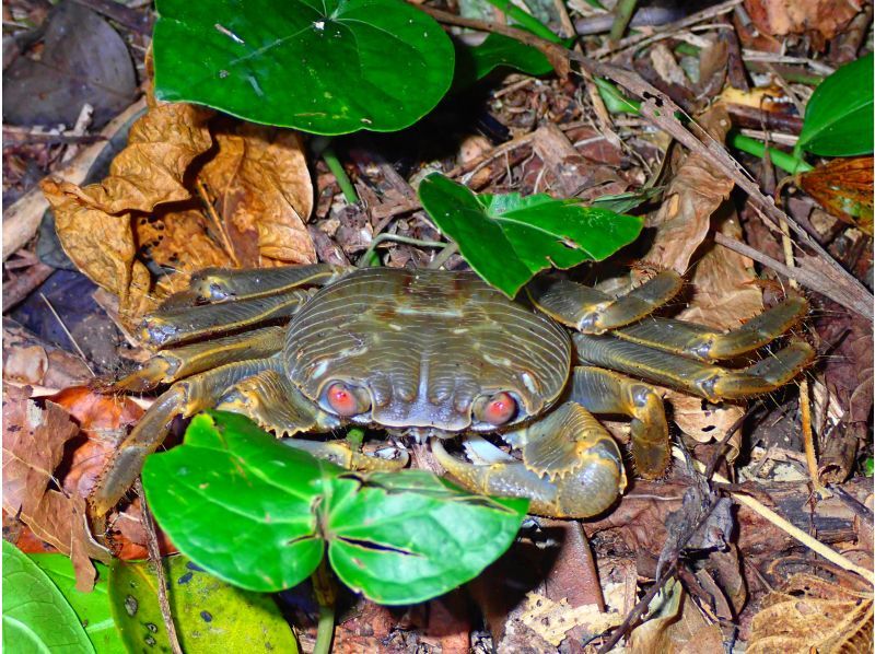 [Miyakojima] Night jungle exploration under the stars! Night Safari Tour! If you don't see any coconut crabs, you'll get a refund! No additional fees & full refund guarantee ★ Free photo service includedの紹介画像
