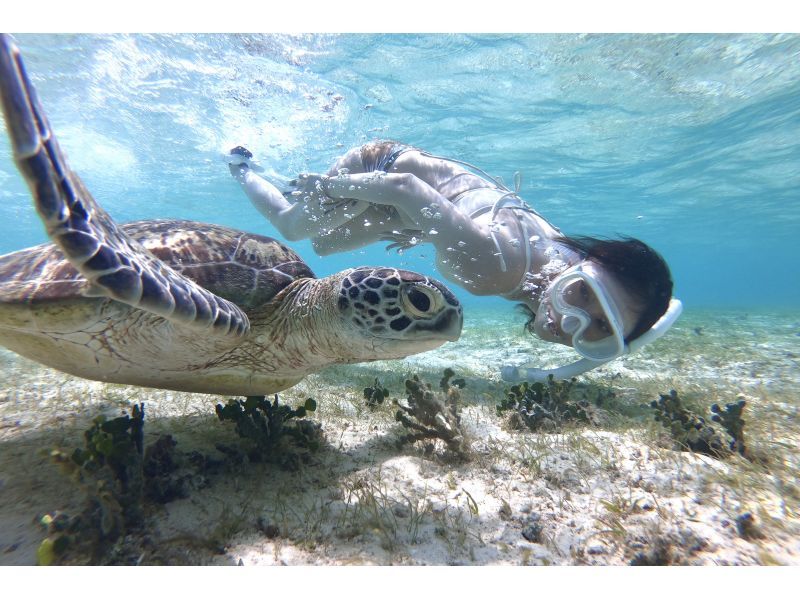 [Okinawa / Miyakojima] << Chartered VIP Plan >> [Sea Turtle Snorkel Tour] Free drone shooting