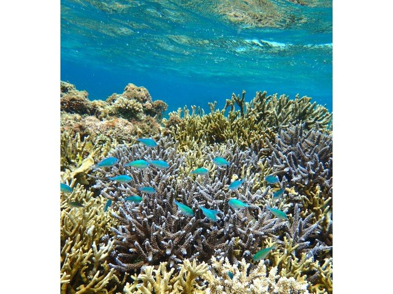【石垣島】幻の島上陸＆お魚たくさんシュノーケリングコースD【半日コース/AM】《GoProレンタル無料》の紹介画像