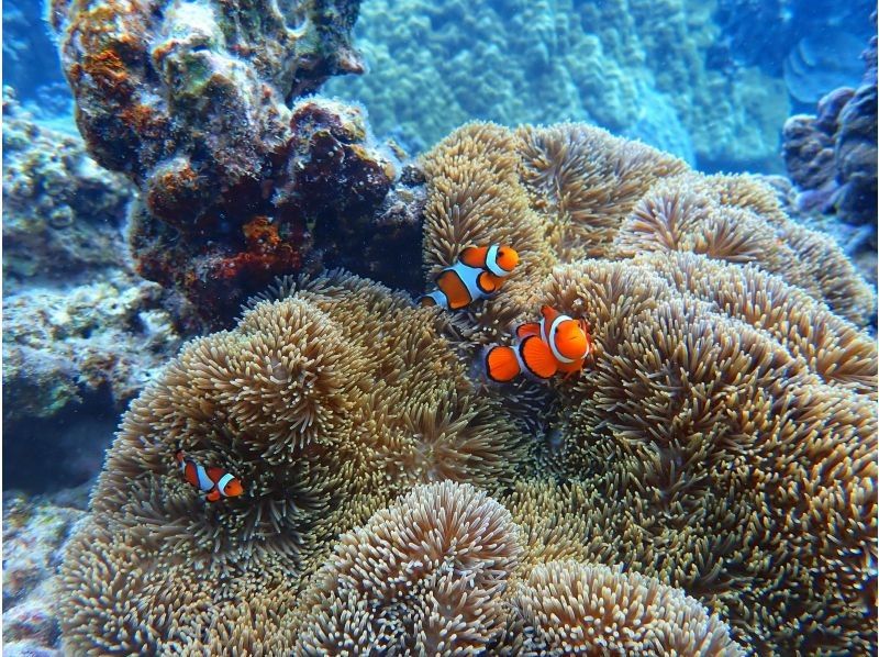 隱士俱樂部的伊良部島浮潛之旅