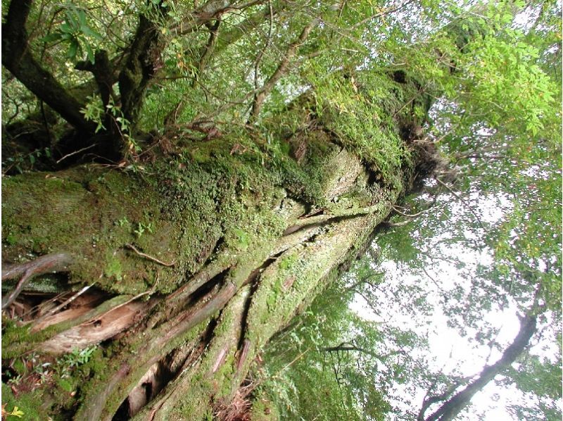 【鹿児島・屋久島】屋久島エコツアー｜2名様〜料金｜「白谷雲水峡・もののけの森・太鼓岩」早朝出発・1日往復コースの紹介画像