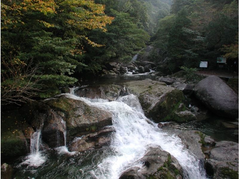 【鹿児島・屋久島】屋久島エコツアー｜2名様〜料金｜「白谷雲水峡・もののけの森・太鼓岩」早朝出発・1日往復コースの紹介画像