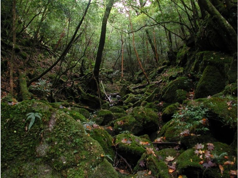 【鹿児島・屋久島】屋久島エコツアー｜2名様〜料金｜「白谷雲水峡・もののけの森・太鼓岩」早朝出発・1日往復コースの紹介画像