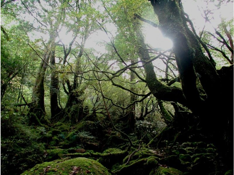 【鹿児島・屋久島】屋久島エコツアー｜2名様〜料金｜「白谷雲水峡・もののけの森・太鼓岩」早朝出発・1日往復コースの紹介画像