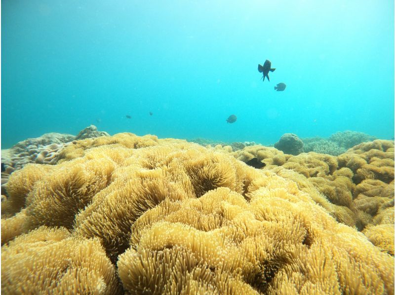 [Motobu Gorilla Chop Fan Beach Diving 1 Dive] 令人印象深刻的潛水，周圍環繞著五顏六色的珊瑚和熱帶魚✨ GoPro 照片和視頻免費！の紹介画像