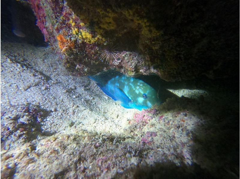 【冲绳本岛夜潜】✨激动人心的夜潜✨即使是第一次也安全支持✨让我们体验新的海底世界！の紹介画像