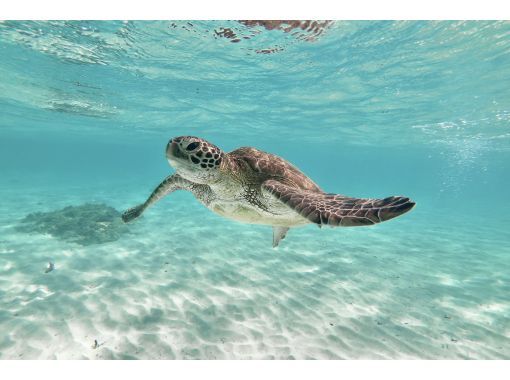 宮古島王道プラン Sup ウミガメシュノーケル 地域クーポン対象 追加料金ナシ 全額返金保証 レンタル 写真無料 アクティビティジャパン