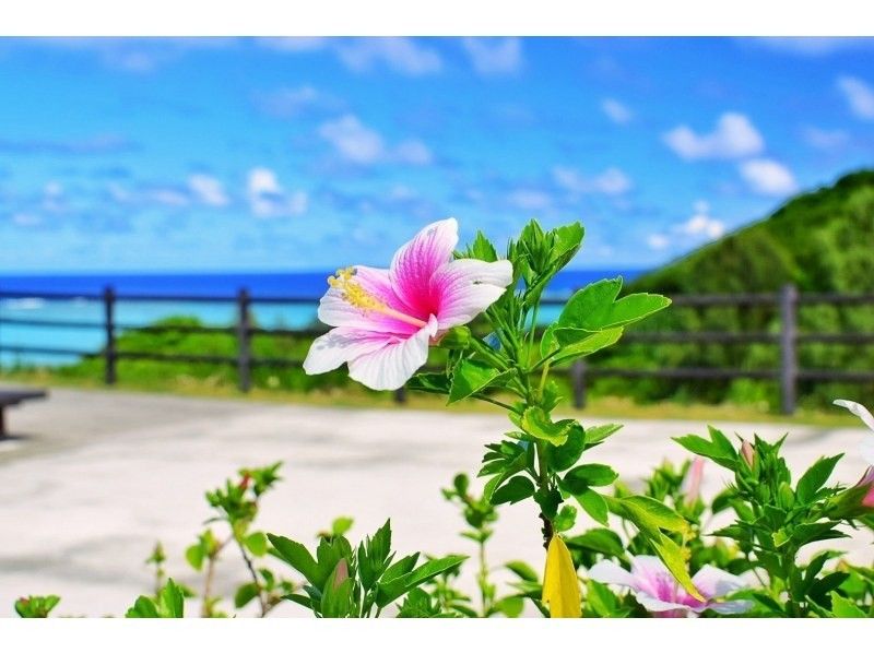 沖縄観光旅行おすすめアクティビティ＆観光スポットまとめ　基礎知識　本島　離島　ハイビスカス　石垣島アドベンチャーフォトツアーKIBOU