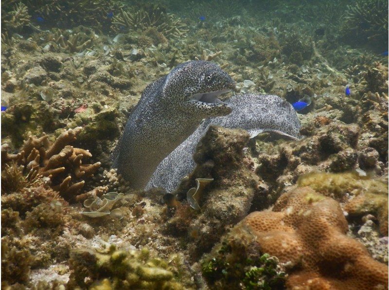 【沖縄・石垣】　完全プライベートシュノーケリングツアー　お一人～参加　OK！！の紹介画像