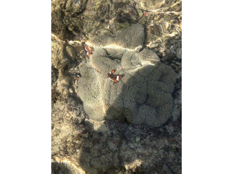 【沖縄・石垣島】冬限定！送迎無料、海亀シュノーケルツアー☆(一便４名限定！)の紹介画像