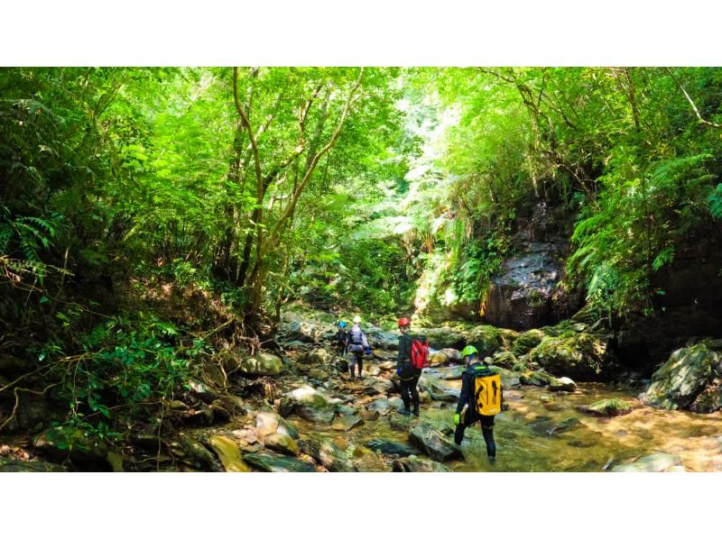 [Okinawa main island Yanbaru] Full-fledged River trekking & zipline tour with Pick-up & lunch