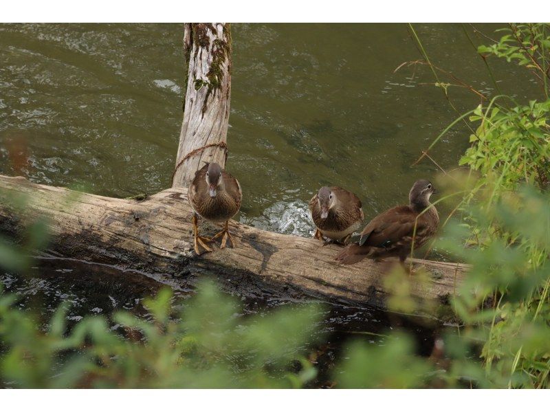 [Tochigi Prefecture, Oku-Nikko] Cool and comfortable! Summer Guide Walk in Senjogahara!の紹介画像