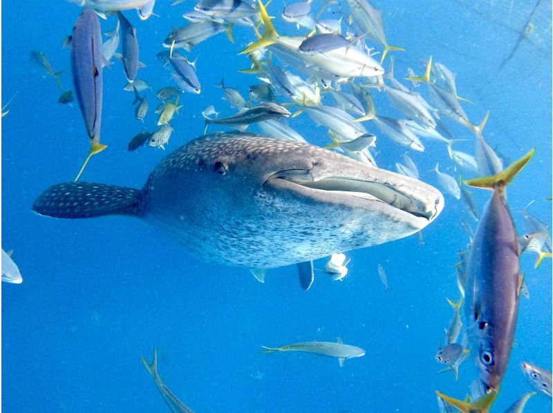 【沖縄・読谷村】《送迎 可能》ジンベイザメと会う10歳からOKの体験ダイビング！※送迎範囲ありの紹介画像