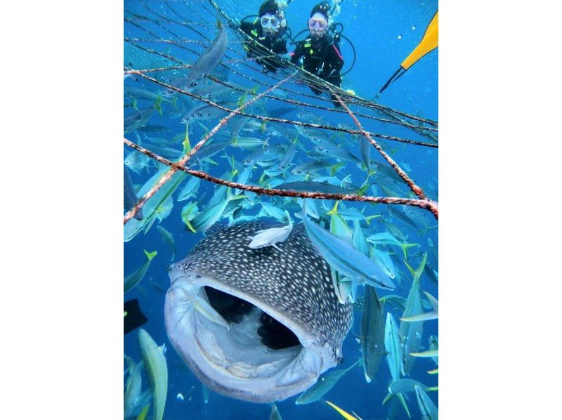【沖縄・読谷村】《送迎 可能》ジンベイザメと会う10歳からOKの体験ダイビング！※送迎範囲ありの紹介画像