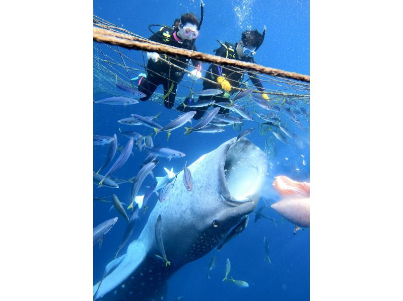 【沖縄・読谷村】《送迎 可能》ジンベイザメと会う10歳からOKの体験ダイビング！※送迎範囲ありの紹介画像