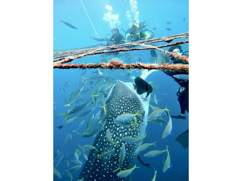 【沖縄・読谷村】《送迎 可能》ジンベイザメと会う10歳からOKの体験ダイビング！※送迎範囲ありの紹介画像