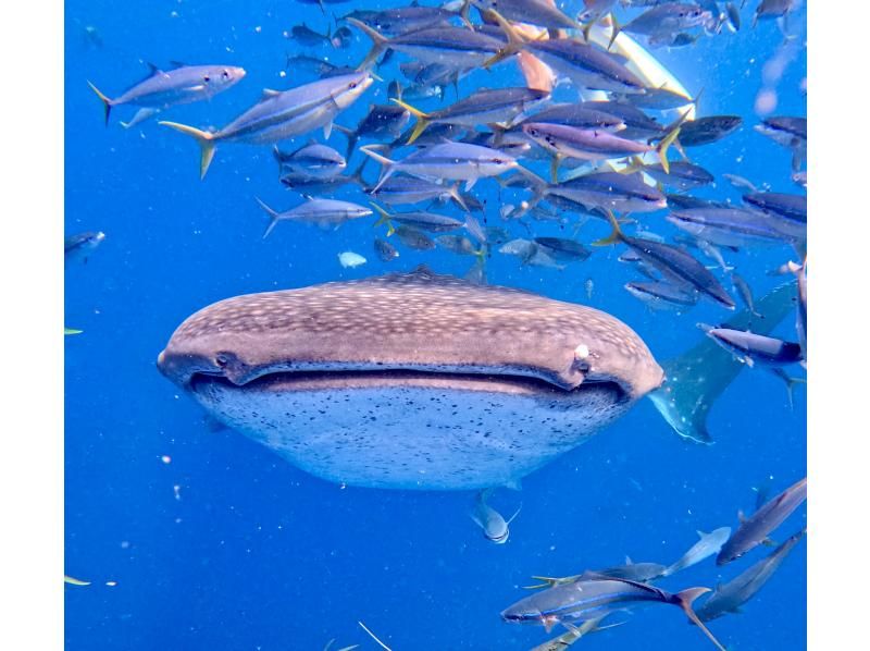 【沖縄・読谷村】《送迎 可能》ジンベイザメと会う10歳からOKの体験ダイビング！※送迎範囲ありの紹介画像