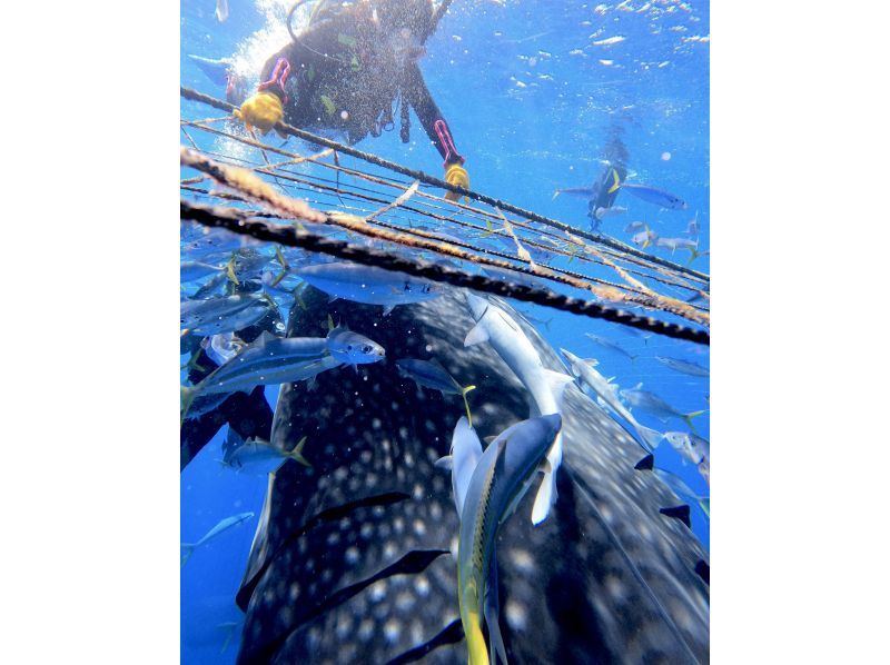 【沖縄・読谷村】《送迎 可能》ジンベイザメと会う10歳からOKの体験ダイビング！※送迎範囲ありの紹介画像