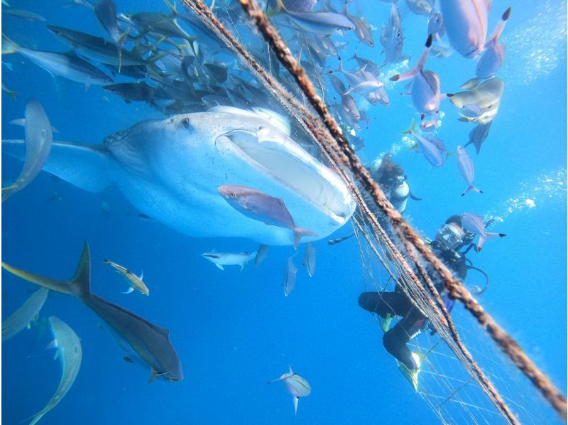 【沖縄・読谷村】《送迎 可能》ジンベイザメと会う10歳からOKの体験ダイビング！※送迎範囲ありの紹介画像