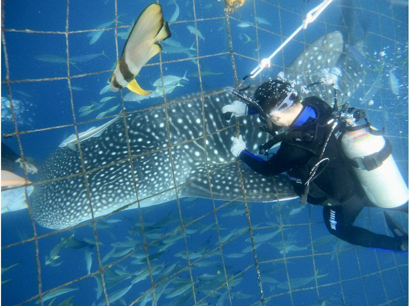 【沖縄・読谷村】《送迎 可能》ジンベイザメと会う10歳からOKの体験ダイビング！※送迎範囲ありの紹介画像