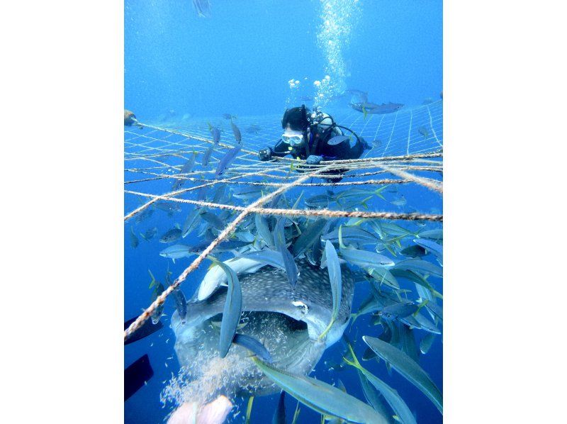 【沖縄・読谷村】《送迎 可能》ジンベイザメと会う10歳からOKの体験ダイビング！※送迎範囲ありの紹介画像