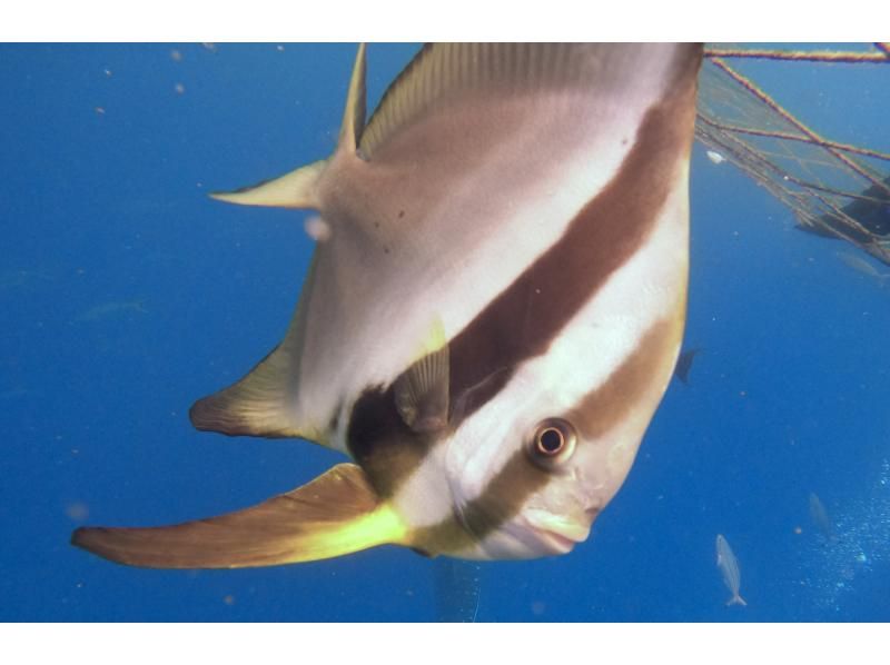 【沖縄・読谷村】《送迎 可能》ジンベイザメと会う10歳からOKの体験ダイビング！※送迎範囲ありの紹介画像