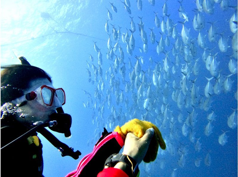 【沖縄・読谷村】《送迎 可能》ジンベイザメと会う10歳からOKの体験ダイビング！※送迎範囲ありの紹介画像