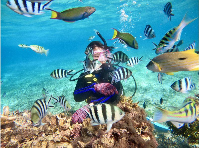 ゴリラチョップビーチ体験ダイビング【沖縄・本部町】《送迎 可能》※送迎範囲あり★GoPro撮影データ無料プレゼントの紹介画像