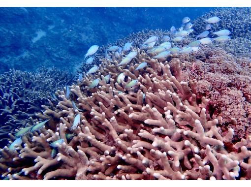 【沖縄・本部町】《送迎 可能》サンゴのお花畑に魚沢山10歳からOKのゴリラチョップビーチ体験ダイビング※送迎範囲あり 【沖縄・本部町】《送迎 可能》サンゴのお花畑に魚沢山10歳からOKのゴリラチョップビーチ体験ダイビング※送迎範囲あり