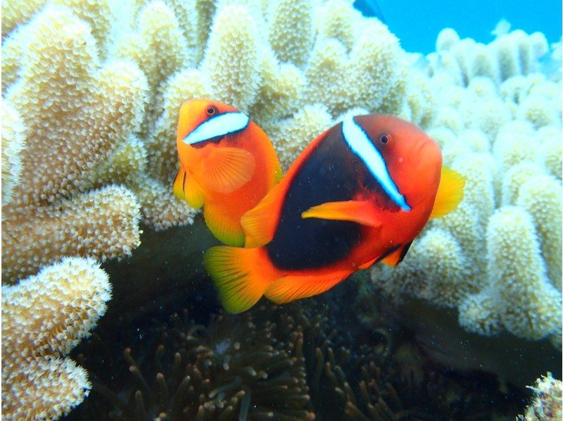 【沖縄・本部町】《送迎 可能》サンゴのお花畑に魚沢山10歳からOKのゴリラチョップビーチ体験ダイビング※送迎範囲ありの紹介画像
