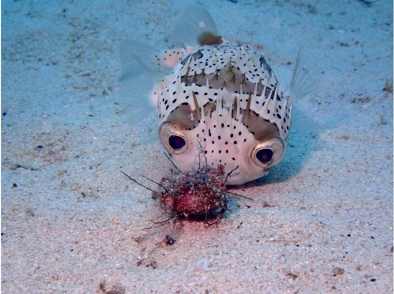 【沖縄・本部町】《送迎 可能》サンゴのお花畑に魚沢山10歳からOKのゴリラチョップビーチ体験ダイビング※送迎範囲ありの紹介画像
