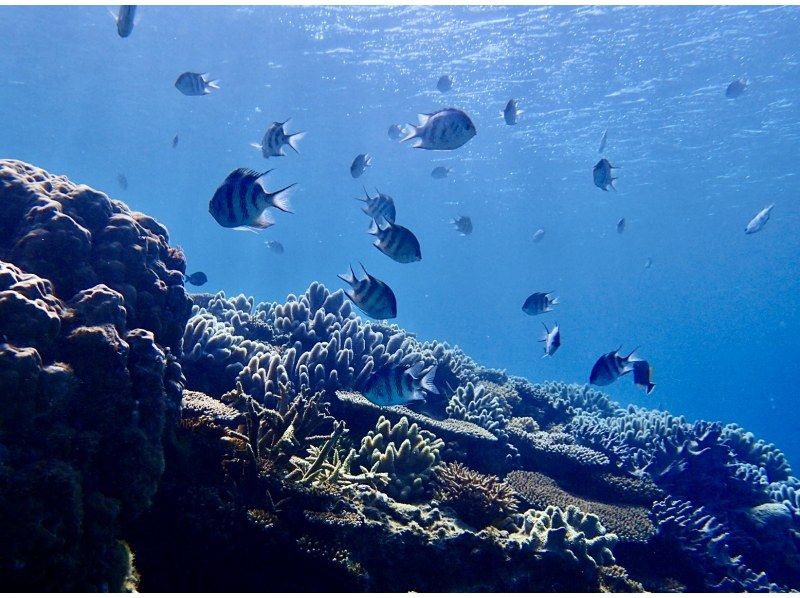 【沖縄・本部町】《送迎 可能》サンゴのお花畑に魚沢山10歳からOKのゴリラチョップビーチ体験ダイビング※送迎範囲ありの紹介画像
