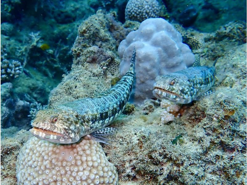 【沖縄・本部町】《送迎 可能》サンゴのお花畑に魚沢山10歳からOKのゴリラチョップビーチ体験ダイビング※送迎範囲ありの紹介画像