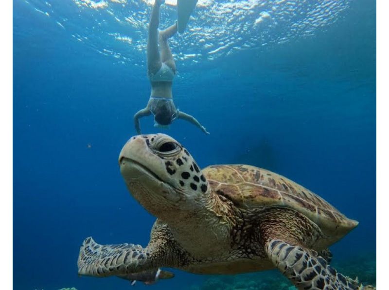 [Okinawa Zamami] 2-point boat snorkeling tour with photo service｜You might meet sea turtles!