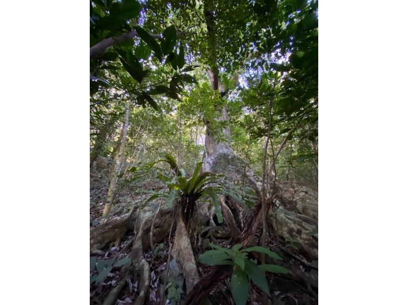 【鹿児島・徳之島】世界自然遺産の森　トレッキングツアーの紹介画像