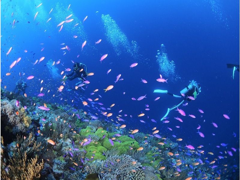 【東京・神奈川】ダイビングライセンス シェアNo1「PADI」オープンウォーター <レンタル込み3日間／Cカード／学科eラーニング＞