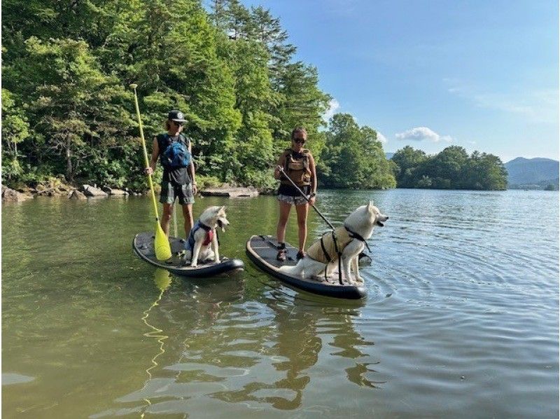 [Fukushima, Urabandai, Lake Hibara] The only guided 2-hour SUP cruising tour on Lake Hibara ☆彡 Autumn leaves SUP is recommended! You will receive a free potato stew after the experience ♪の紹介画像