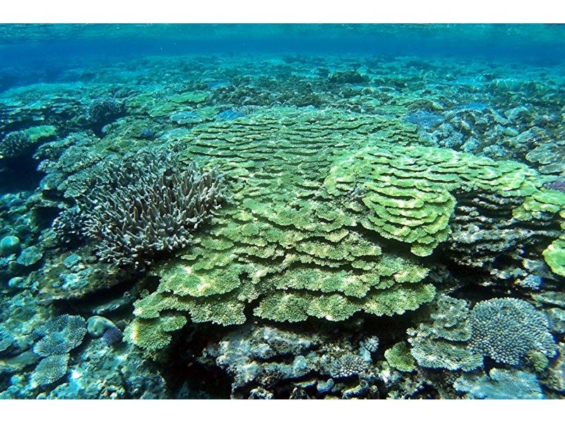 《National Travel Support Coupon Eligible》Departure from Naha, Kerama Islands, half-day / Snorkeling, Parasailing, and Marine 2 items★2022 AJ・Naha area No. 1 word of mouth★の紹介画像