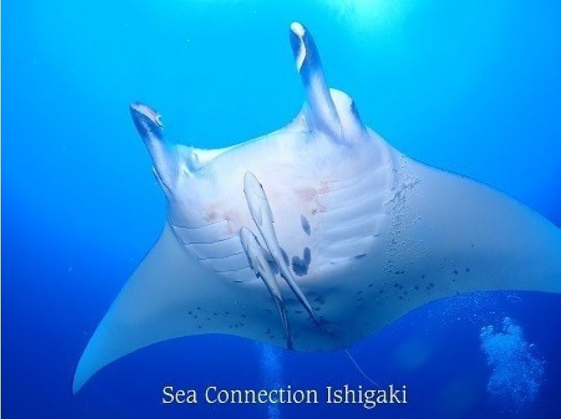 [冲绳/石垣岛] 包船享受冲绳的大海！ ！！欢迎初学者，妇女和儿童！八重山海潜之旅！ ！！ （每天 3 次潜水）の紹介画像