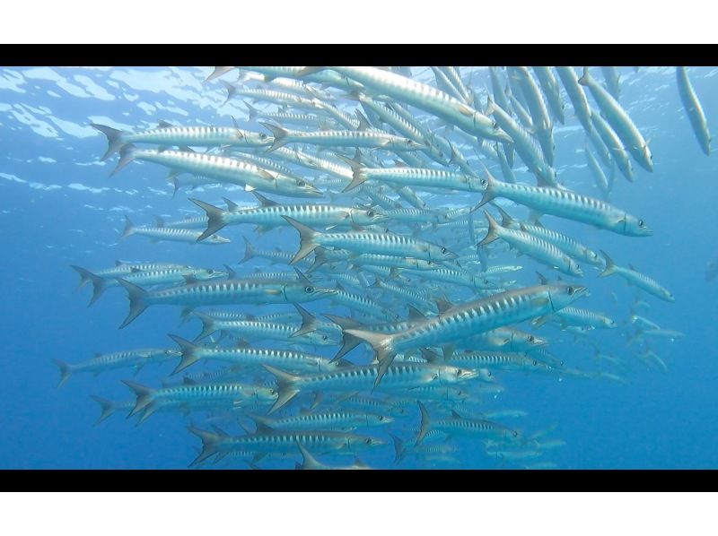 [Ishigaki Island] 1 day tour with 2 dives! Beginners, couples, and photo divers welcome! A relaxing Ishigaki Island ocean diving tour on our own boat!の紹介画像