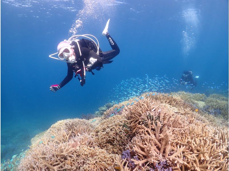 [Ishigaki Island] 1 day tour with 2 dives! Beginners, couples, and photo divers welcome! A relaxing Ishigaki Island ocean diving tour on our own boat!の紹介画像
