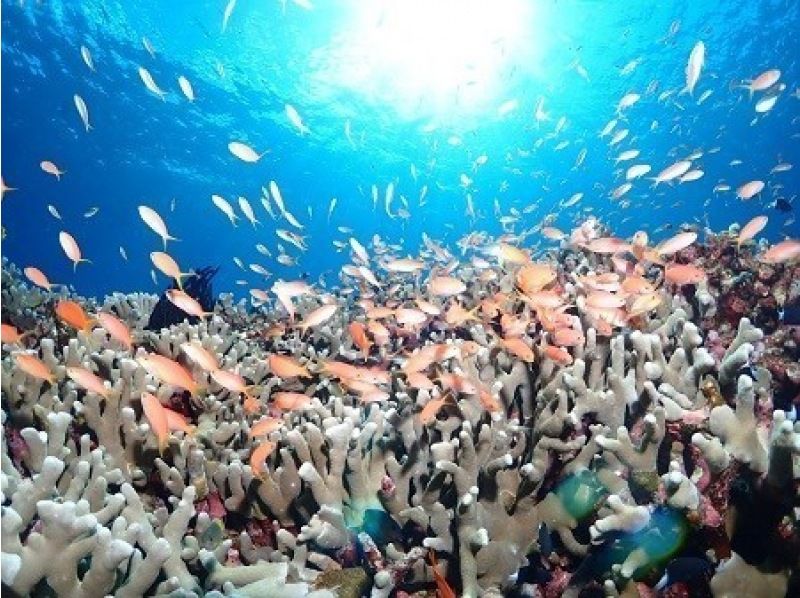 [Ishigaki Island] 1 day tour with 2 dives! Beginners, couples, and photo divers welcome! A relaxing Ishigaki Island ocean diving tour on our own boat!の紹介画像